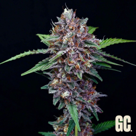 Grape Sweets Auto