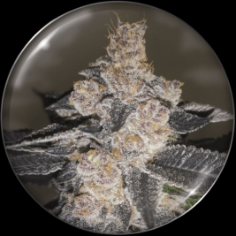 gelato-2421.jpg gelato-2421.jpg