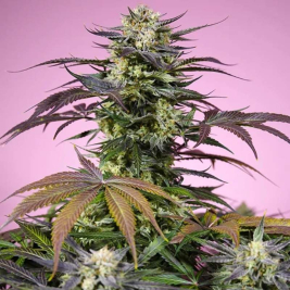 semillas-gelonade-de-sweet-seeds