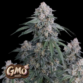 GMO Auto