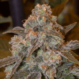 gorilla-frost-de-silent-seeds