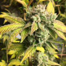 gorilla-glue-4-2.jpg gorilla-glue-4-2.jpg