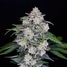 Grape Gas XL Auto