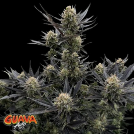 Guava Auto RF3