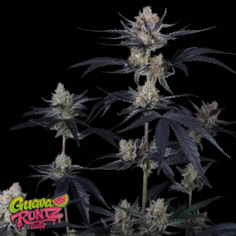 Guava Runtz Auto