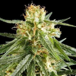 Hawaiian Snow