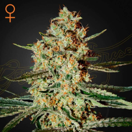 Semillas de Himalaya Gold de Green House Seeds