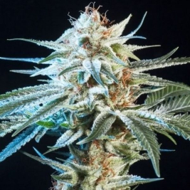 Honey Banana Feminizada Granel