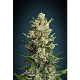 ice-kush.jpg ice-kush.jpg