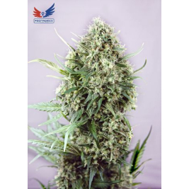 jack-diesel.jpg jack-diesel.jpg