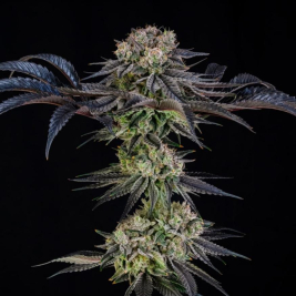 Julian Marley Special