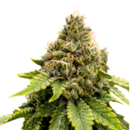 karel-s-dank-super-sativa-seed-club karel-s-dank-super-sativa-seed-club