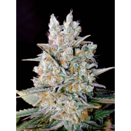 kritikal-bilbo-auto.jpg kritikal-bilbo-auto.jpg