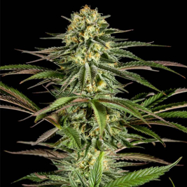 kush-n-cheese.jpg kush-n-cheese.jpg