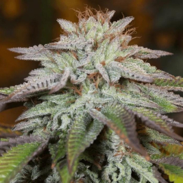 l.a.-vanilla-cake-auto-de-th-seeds l.a.-vanilla-cake-auto-de-th-seeds
