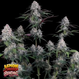 Lemon Cherry Sundae Auto