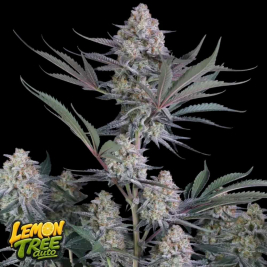 Lemon Tree Auto