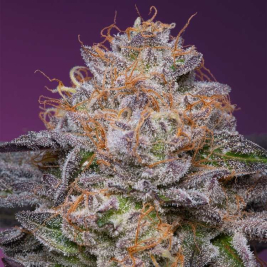 Semillas Lime Drizzle de Grounded Genetics Semillas Lime Drizzle de Grounded Genetics