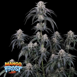 Mango Frost Auto