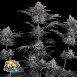 Mendo Frost Auto