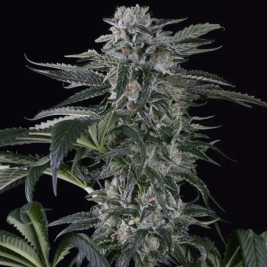 Moby Dick Auto Silent Seeds