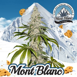 mont-blanc-de-th-seeds