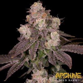 semillas-moonbow-feminizada-de-archive-seeds-bank semillas-moonbow-feminizada-de-archive-seeds-bank