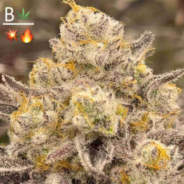 nine-lions1.jpg nine-lions1.jpg