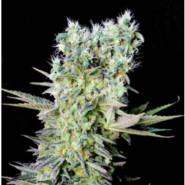 northern-lights-x.jpg northern-lights-x.jpg