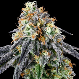 Semillas Feminizadas Nose Candy de Grounded Genetics