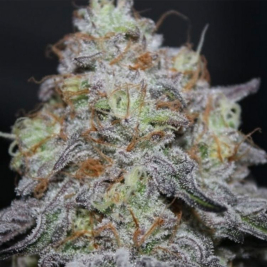 Semillas Feminizadas Offshore de Grounded Genetics Semillas Feminizadas Offshore de Grounded Genetics