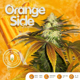 orangesicle-de-th-seeds