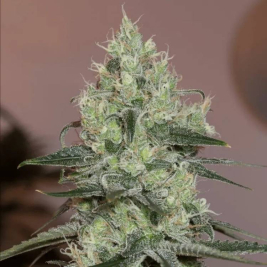original-amnesia-de-silent-seeds