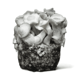 pan-de-setas-ape-221