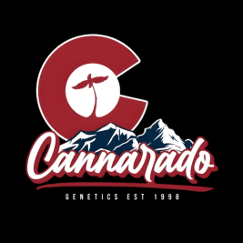 semillas-peach-bikini-de-cannarado-genetics