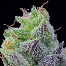 Semilas Feminizadas Peach Limeade de Grounded Genetics Semilas Feminizadas Peach Limeade de Grounded Genetics