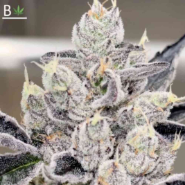 permanent-chimera1.jpg permanent-chimera1.jpg