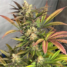 semillas-piña-oz-feminizadas-de-karma-genetics semillas-piña-oz-feminizadas-de-karma-genetics
