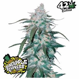 pineapple-express-auto-fast-buds