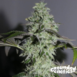 pink-giraffe-(7)-semillas-feminizadas-de-grounded-genetics