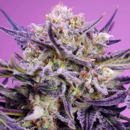pink-guava-f1-fast-version-de-sweet-seeds