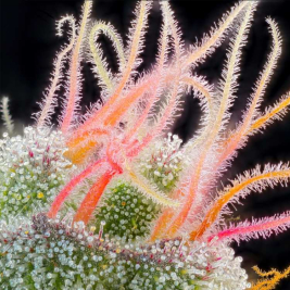 Semillas Feminizadas Pink Honey de Grounded Genetics Semillas Feminizadas Pink Honey de Grounded Genetics