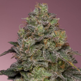 Semillas Feminizadas Pink Parmesan de Grounded Genetics Semillas Feminizadas Pink Parmesan de Grounded Genetics