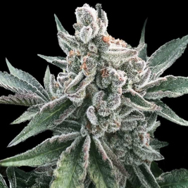 polar-gelato-auto-de-silent-seeds polar-gelato-auto-de-silent-seeds
