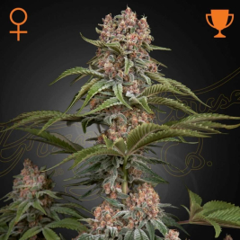 pure-kush-de-green-house-seeds