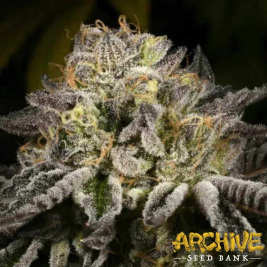 semillas-purp-skurp-de-archive-seed-bank