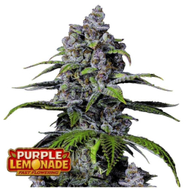 Purple Lemonade FF