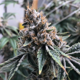 Royal OAK Feminizada Granel