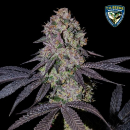 runtz-n´roses-de-th-seeds runtz-n´roses-de-th-seeds