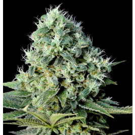 santa-bilbo.jpg santa-bilbo.jpg